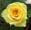 Flair rose photo
