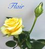 Flair rose photo