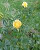 Sunrosa Yellow™ rose photo