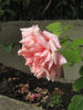 Mab Grimwade rose photo