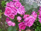 Kolo™ rose photo