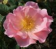 Country Song rose photo