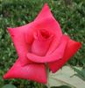 Silbyrun rose photo