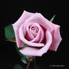 Alysheba rose photo