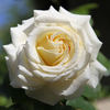 Gertrud Fehrle rose photo