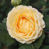 Gertrud Fehrle rose photo
