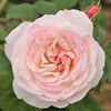 Kalbus Jubiläumsrose 2011 rose photo