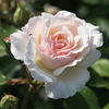 Kalbus Jubiläumsrose 2011 rose photo