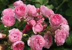 Brentano-Rose rose photo