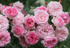 Brentano-Rose rose photo