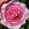 Manuela Schultheis rose photo