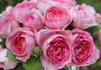 Manuela Schultheis rose photo