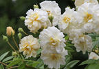 Lemon Rambler rose photo