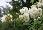 Lemon Rambler rose photo