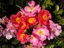 Beauregard rose photo