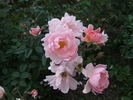 Eilike rose photo