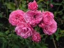 Pirontina rose photo