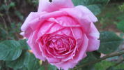 Simon Estes rose photo