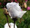 Dr. Ernst Mühle rose photo