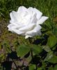 Dr. Ernst Mühle rose photo