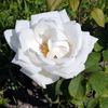Dr. Ernst Mühle rose photo