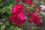 Miss Edith Cavell rose photo