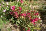 Miss Edith Cavell rose photo