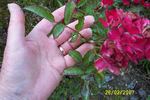 Miss Edith Cavell rose photo