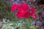 Miss Edith Cavell rose photo