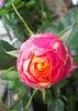 MEIpaossan rose photo