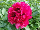 Edgar Jessep peony photo