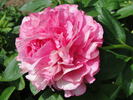 Hi-Mabel peony photo