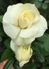 The Dove rose photo