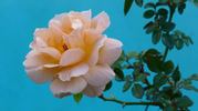 What a Peach ™ rose photo