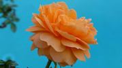 What a Peach ™ rose photo