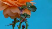 What a Peach ™ rose photo