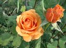 Orange Juice rose photo
