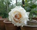 Pedrus Aquarius rose photo