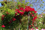 Cherries Jubilee ™ rose photo