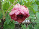 Flambeau peony photo
