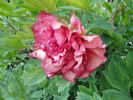 Flambeau peony photo