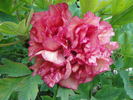 Flambeau peony photo