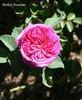 Mother Freedom rose photo