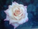 Girija rose photo