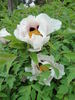 Bing Shan Xue Lian 冰山雪蓮 peony photo