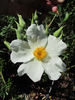 <i>Rosa lyellii</i> Lindley rose photo