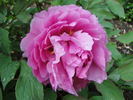 Duc de Massino peony photo