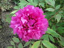 P. suffruticosa 'Georges Paul' peony photo