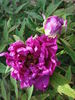 P. suffruticosa 'Georges Paul' peony photo