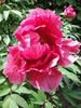 Higurashi peony photo